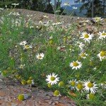 Blumen am Wegesrand. Kamille wächst auf umgefallenen Baumstämmen. Große Unterschiedlichkeit mit starken Kontrasten. Wie in der Geschichte dieser Seite. Michael Lahme begrüßt Sie.