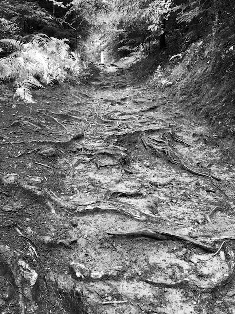 Dunkler Köhlerweg im Murgtal bei Baiersbronn als Symbol für emotionalen Ballast